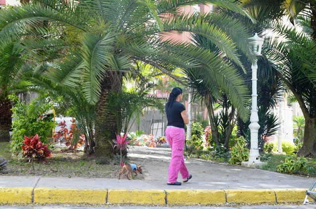 Desechos de perros pueden causar graves enfermedades