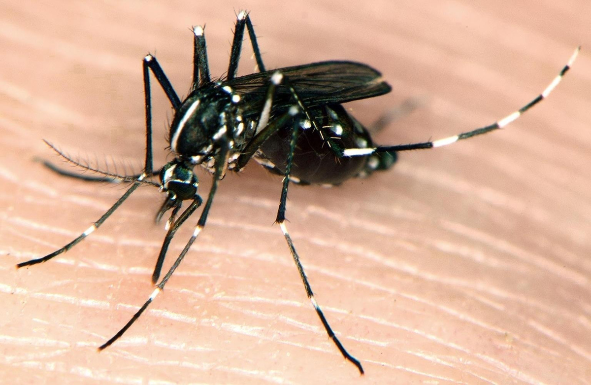 Siguen bajando casos de chikungunya en los Altos