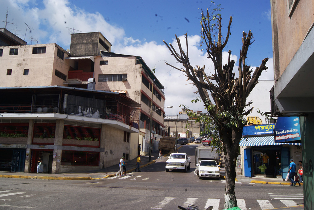 Poda de ficus evitará daños a cañerías en la Ribas