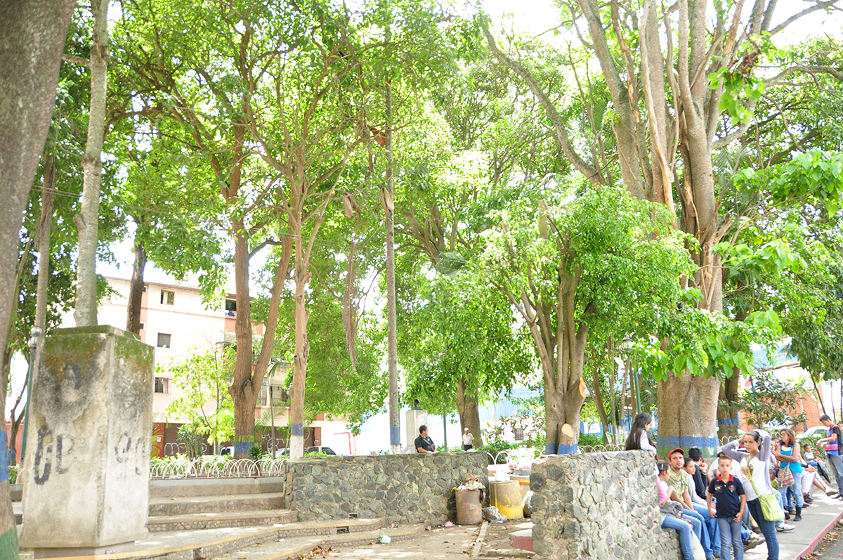 Árboles a punto de caerse en plaza Roque Pinto