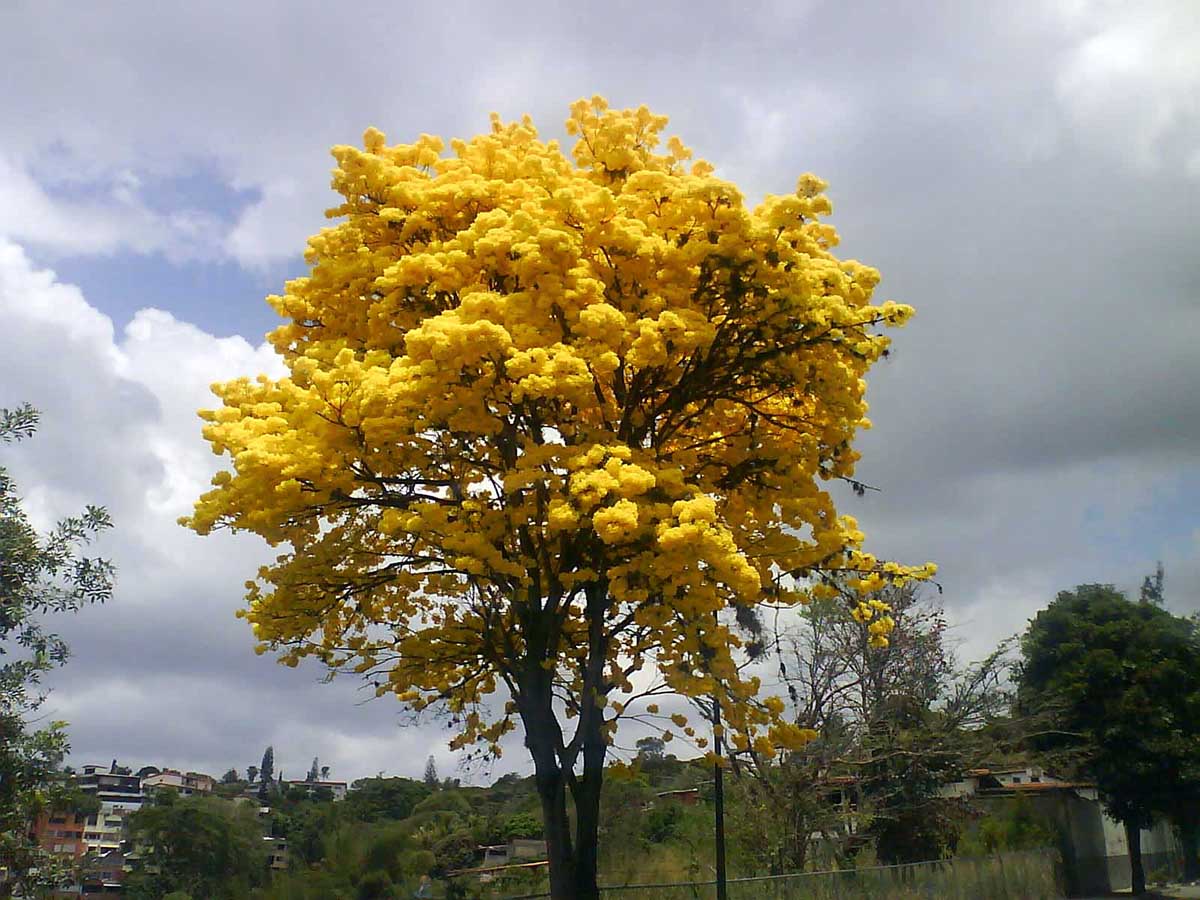 Comenzó jornada nacional de reforestación con la siembra de 3.500 árboles