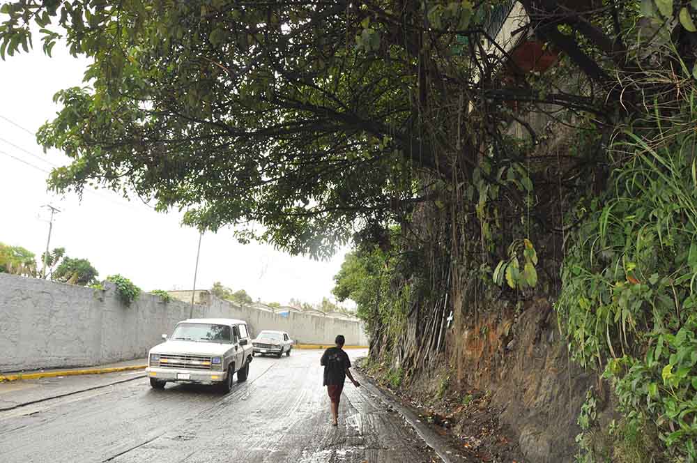 De mírame y no me toques árboles en la vieja