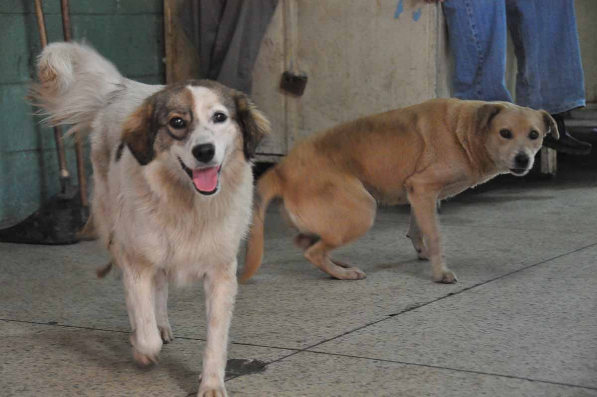 Altomirandinos reciben con calidez figura del perro comunitario