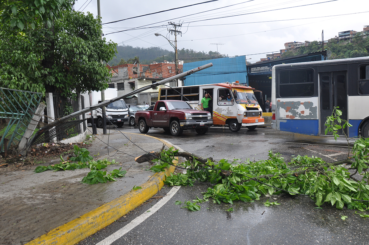 Se cayó un árbol en calle El Liceo