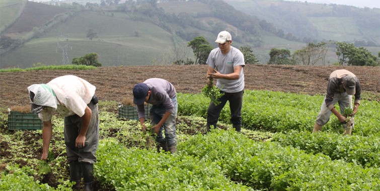 El sector agrícola tendrá subastas para sus insumos