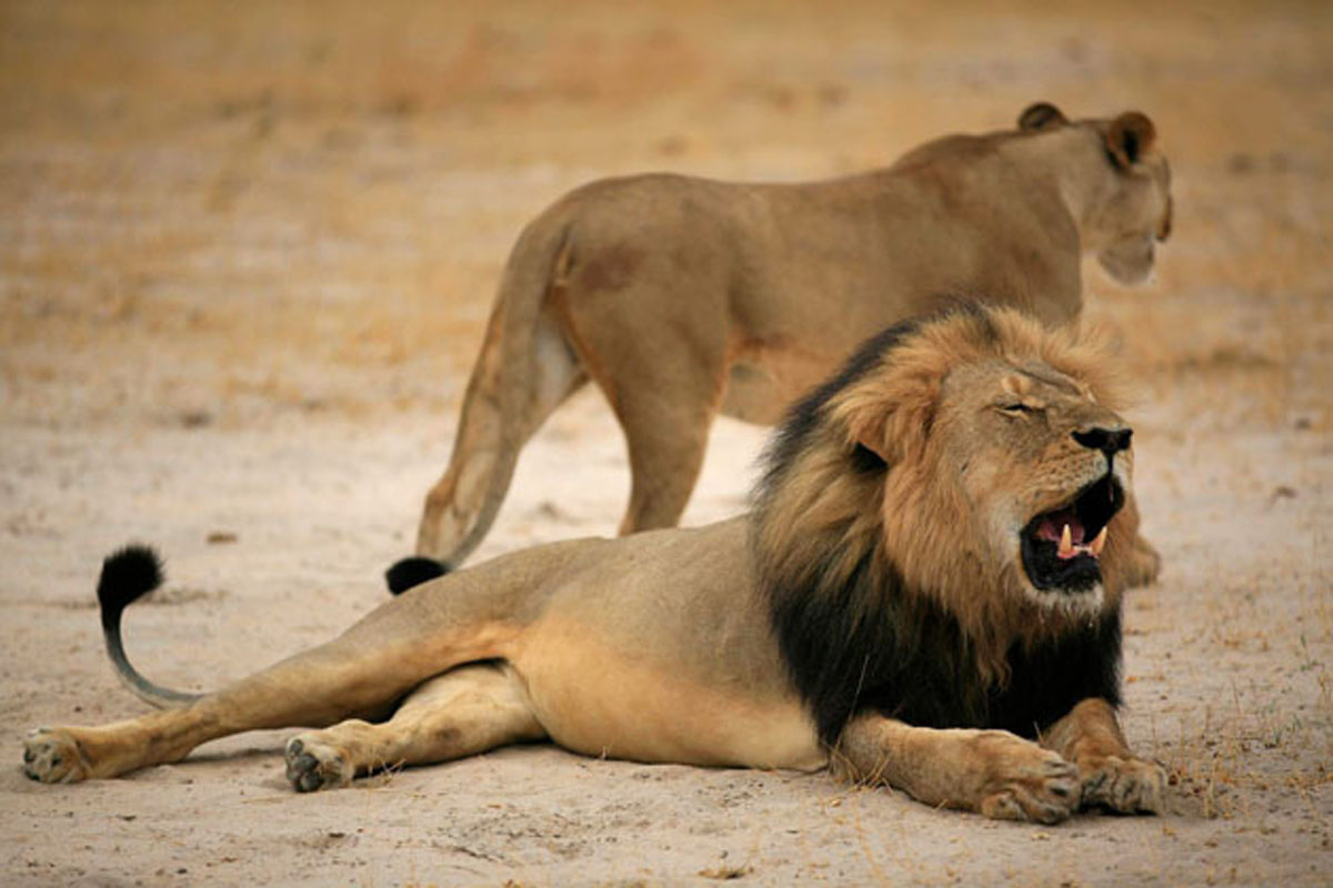 Un estadounidense mató al león más famoso de Zimbabue