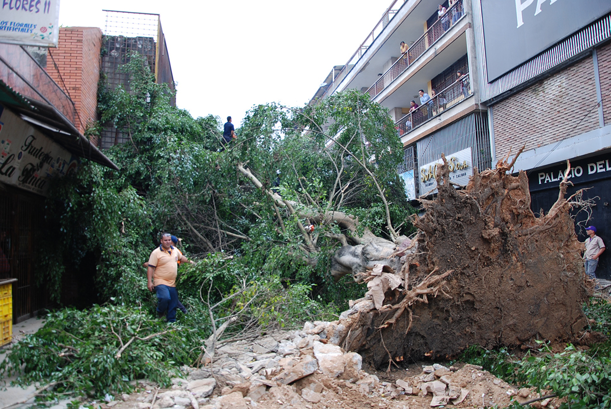 Se derrumbó árbol de 18 metros en bulevar Vargas