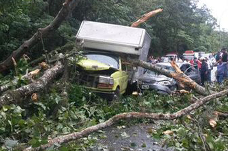 Reportan caída de un árbol en la ARC antes del túnel Los Ocumitos