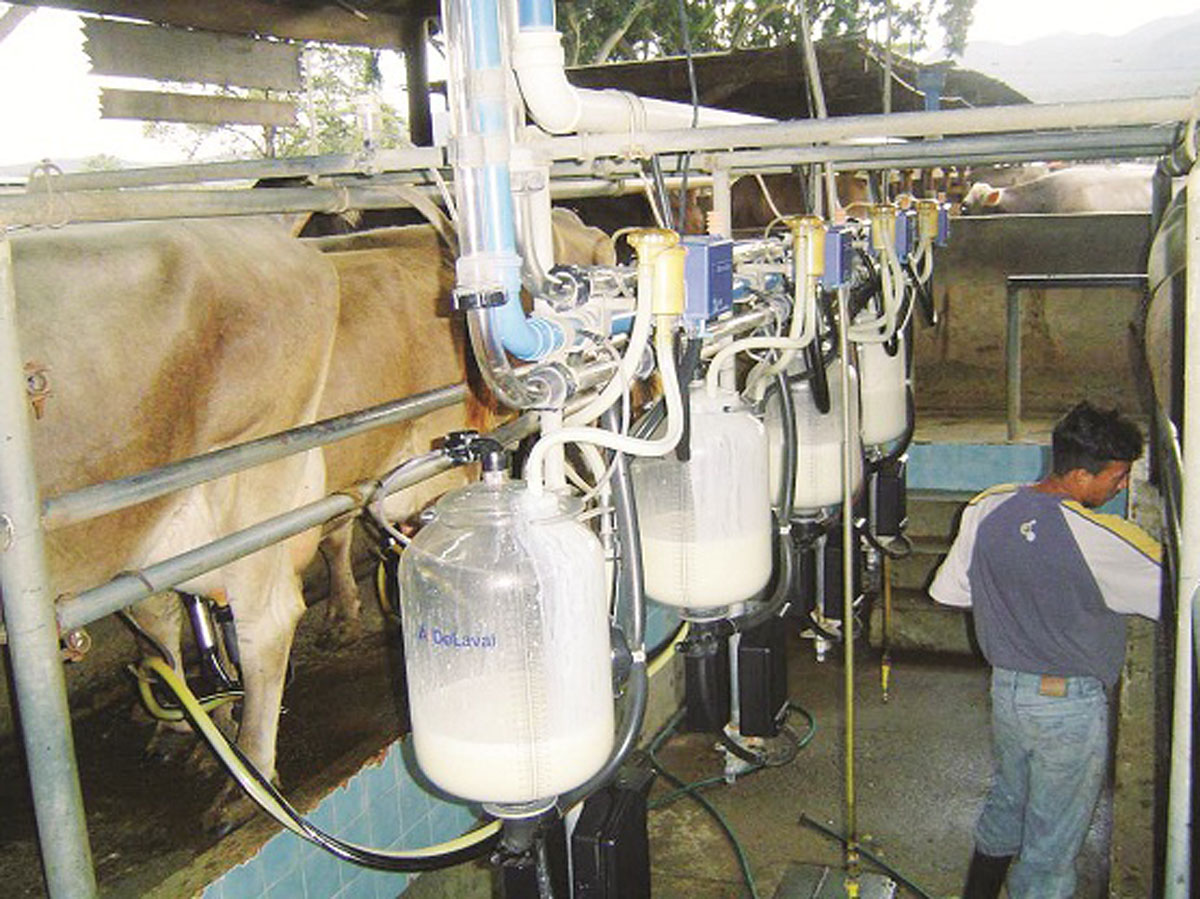 Fedenaga propone plan para aumentar producción de carne y leche
