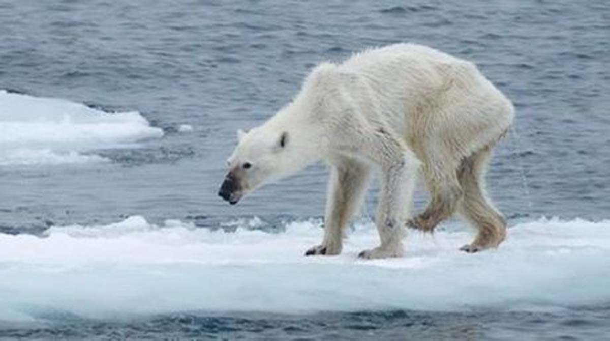 Osa polar fotografiada crea alarma