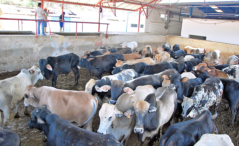 Llegaron 200 reses al Matadero Cacique Guaicaipuro