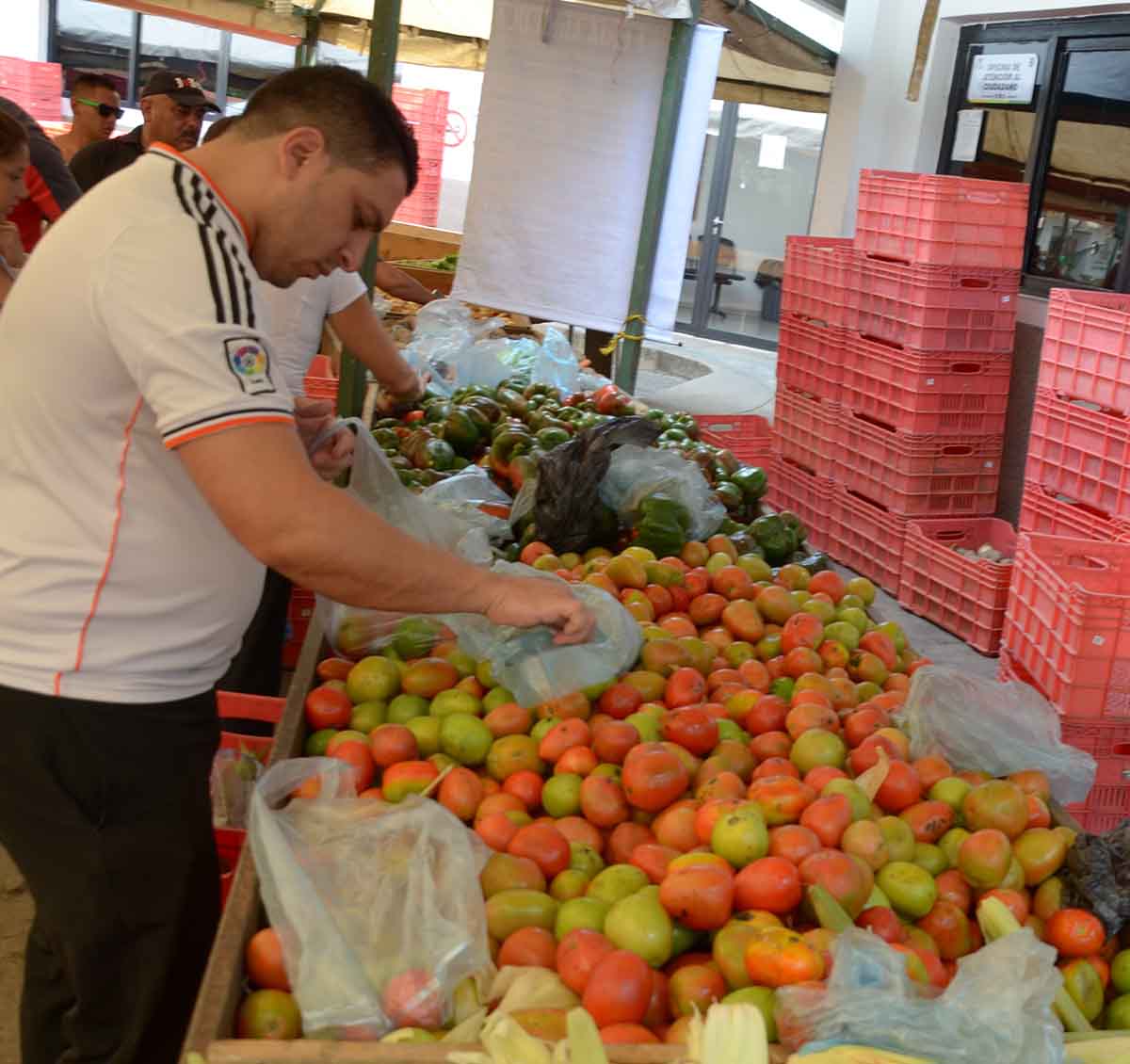 Hasta Bs. 250 se vendió el tomate en Feria Agrícola