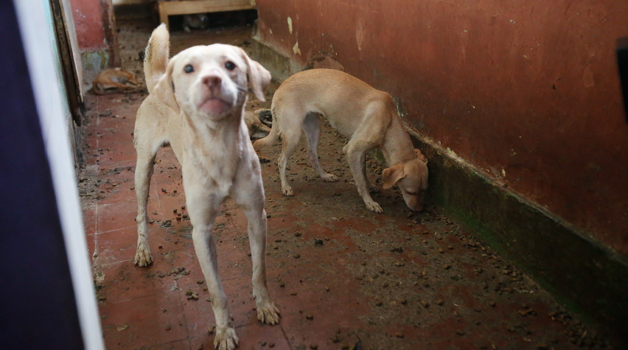 Perú dará hasta cinco años de cárcel a quienes maltraten animales