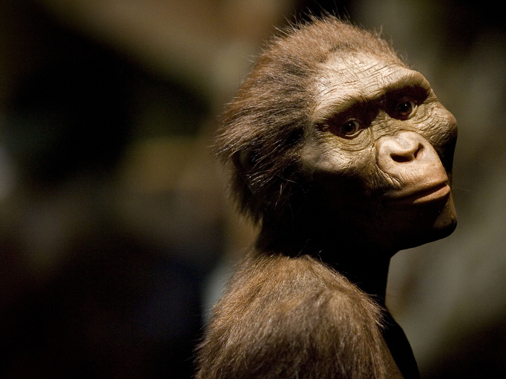 ¿Quién es Lucy, la australopiteco?