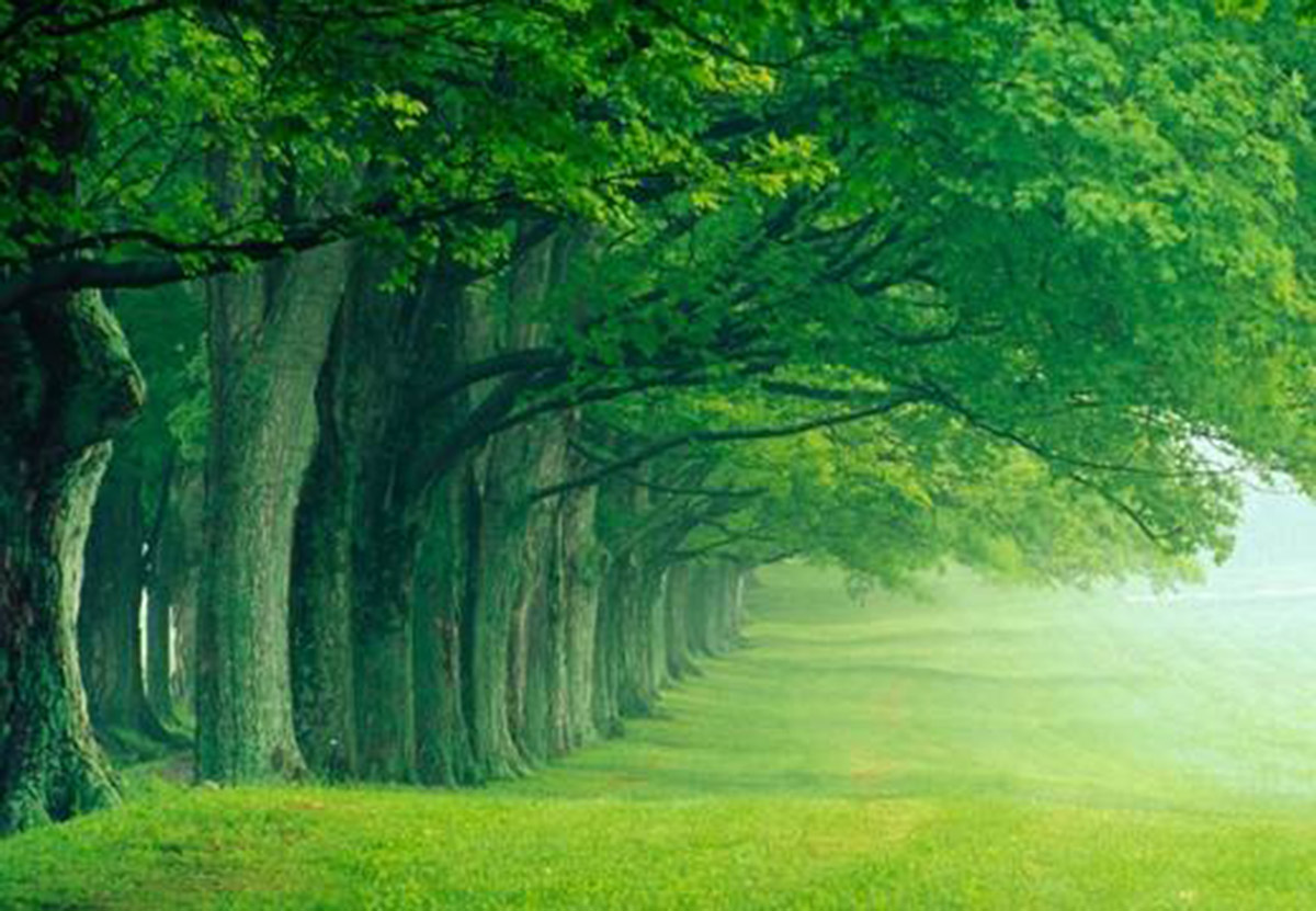 Los árboles cada vez más fatigados para capturar el carbono de la atmósfera