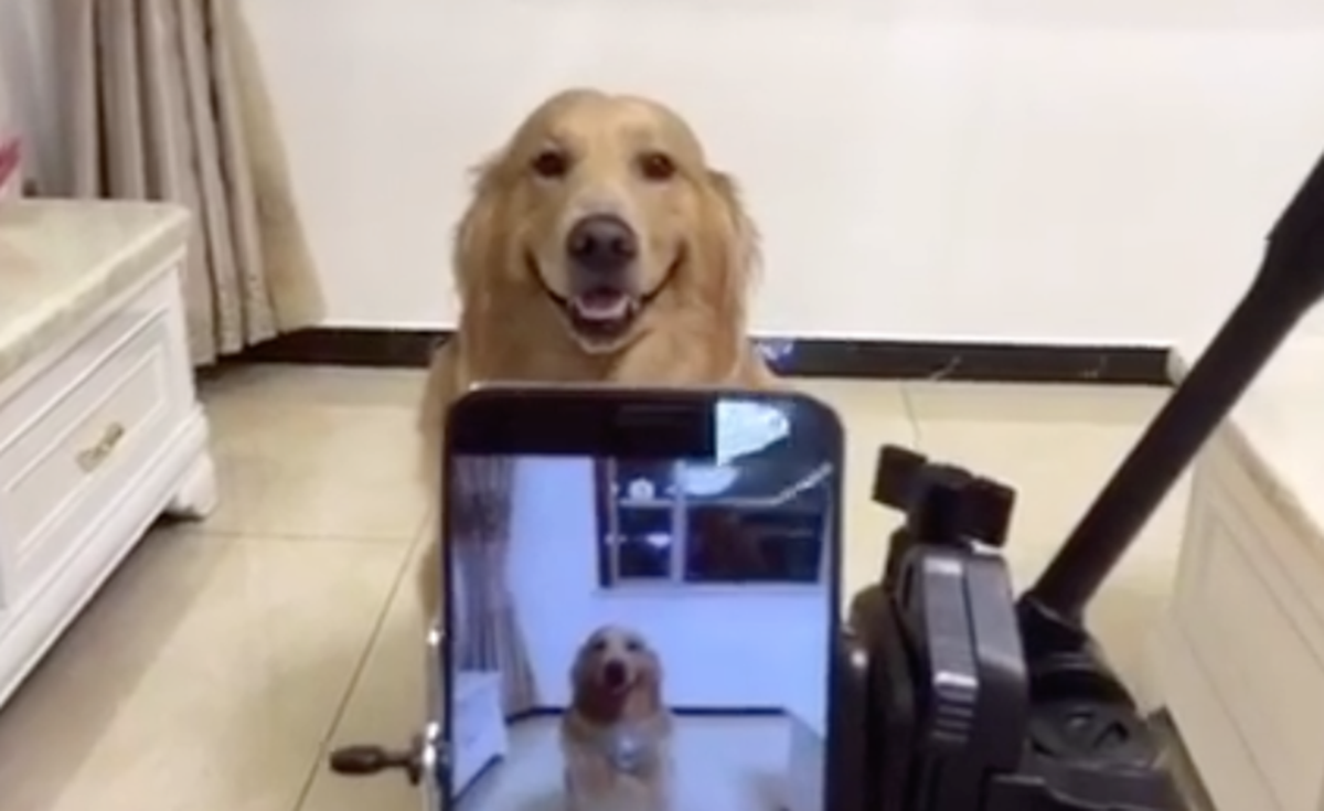 La nueva estrella de internet: el perro que sonríe a la cámara