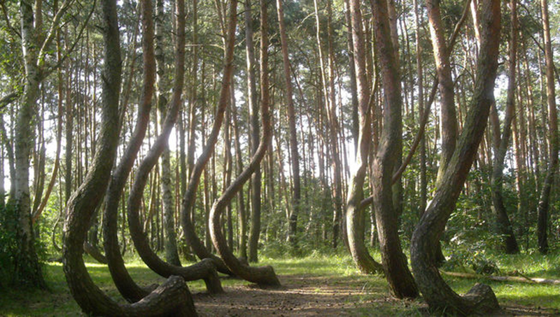 ‘Crooked Forest’, un misterio sin resolver de la naturaleza