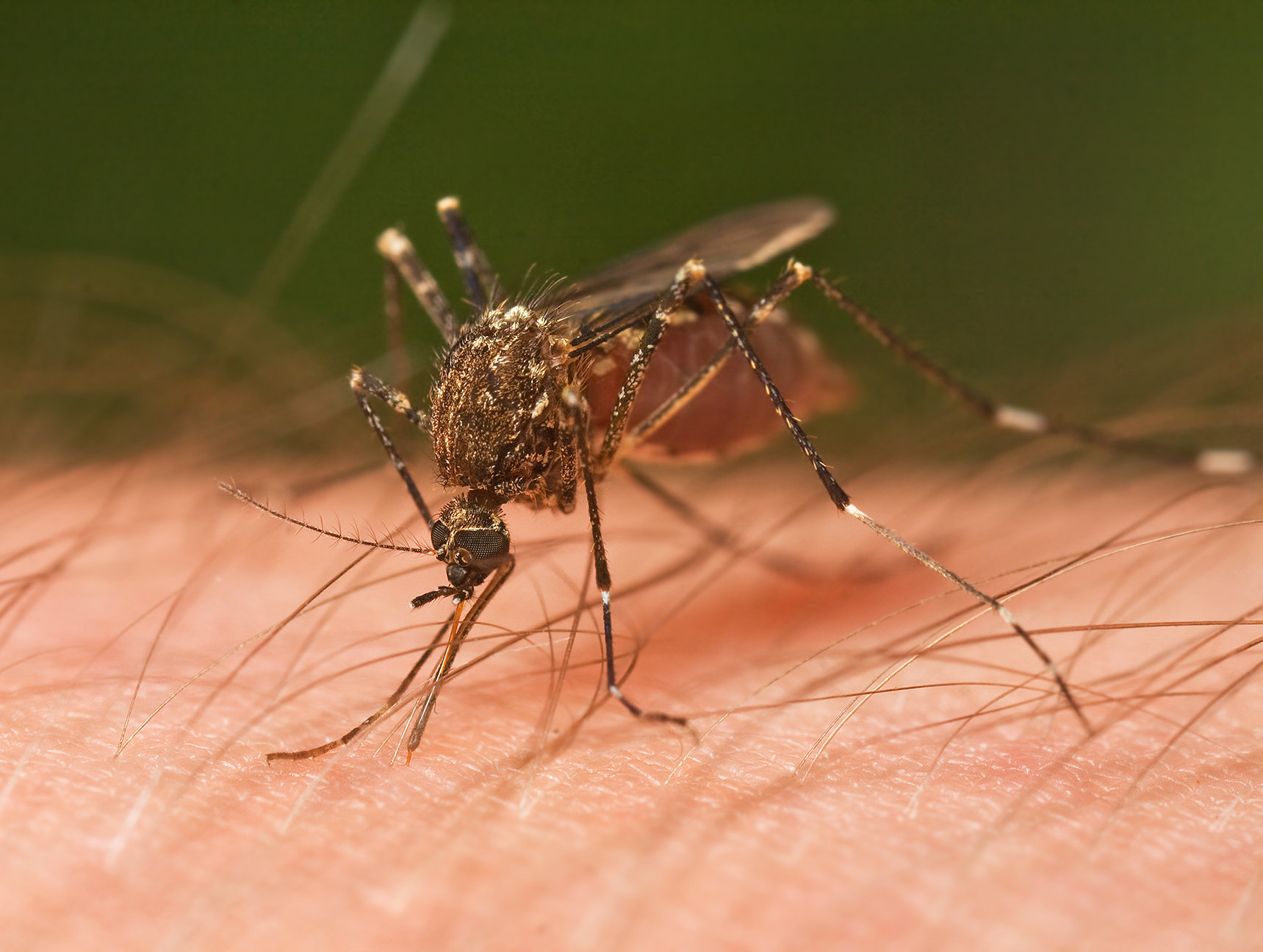 362 casos de dengue se registraron en 2015