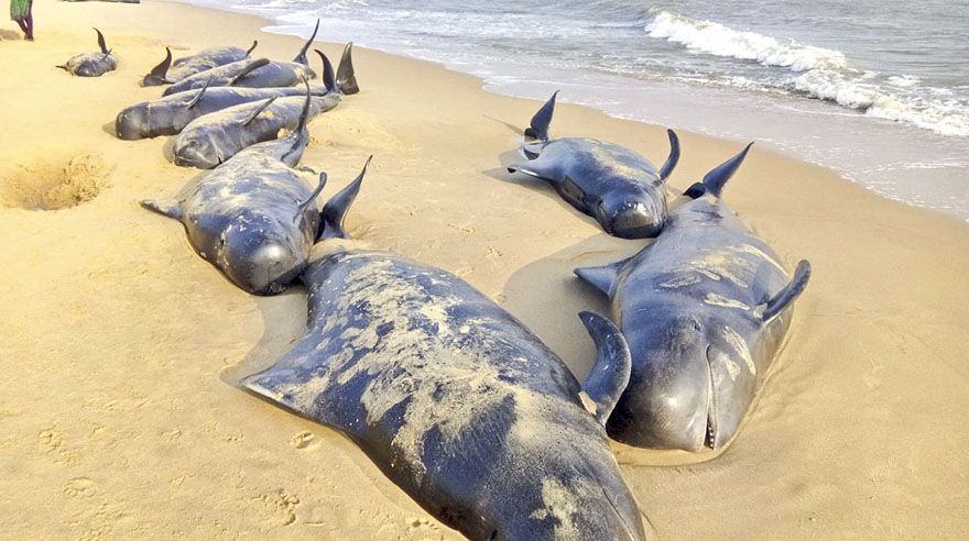 Hallan cerca de 100 ballenas varadas en la India