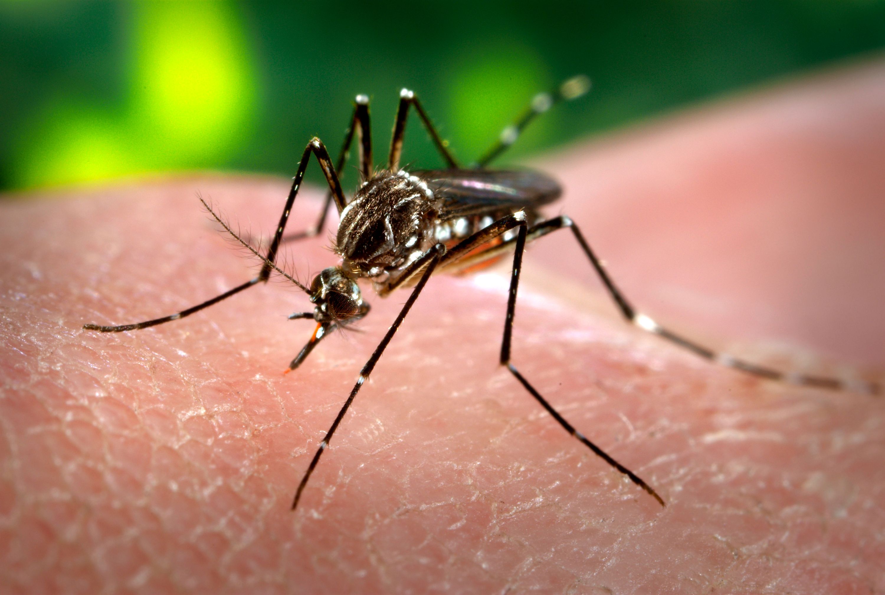 Ministerio de Salud guarda completo silencio sobre el virus zika