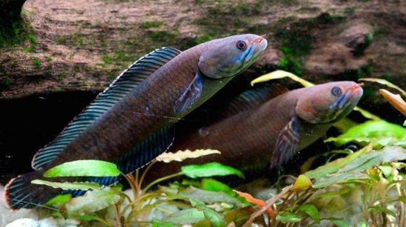 El CO2 en el mar “intoxicará” a los peces antes de lo previsto