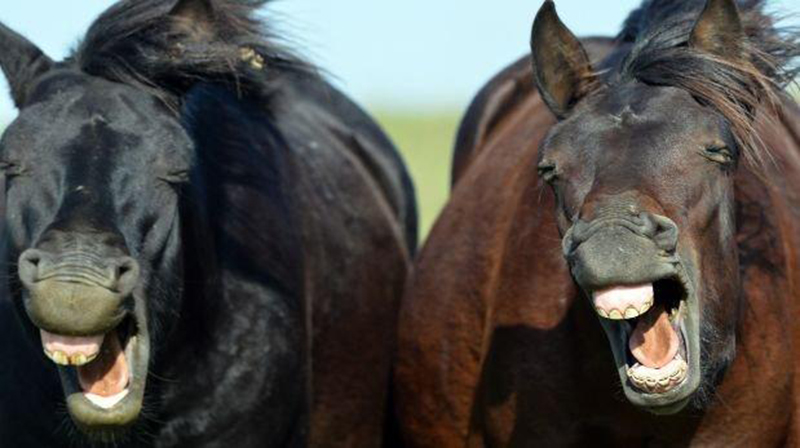 Los caballos serían capaces de reconocer las emociones humanas