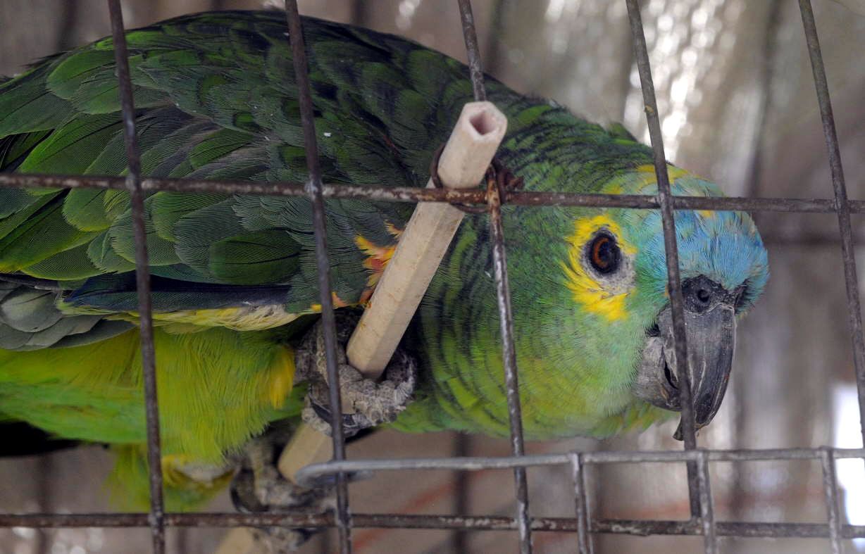 Arrestado por la venta ilegal de aves exóticas