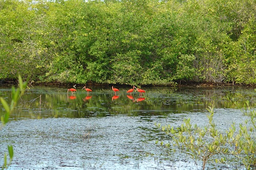 Laguna de Tacarigua: un destino mirandino agradable para la observación de aves