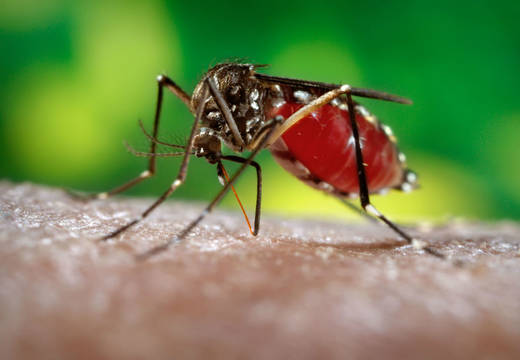 OMS declara emergencia internacional por el Zika