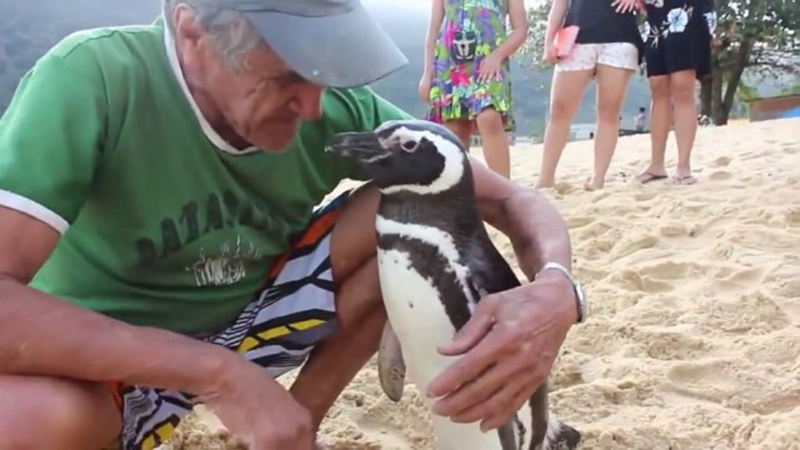Conozca al pingüino que viaja cada año para reencontrarse con el hombre que salvó su vida (Vídeo)