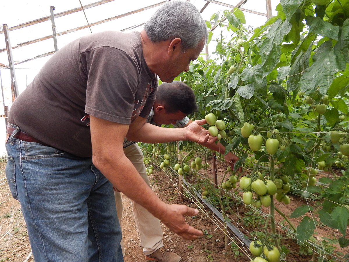 Carrizaleños participan en la agricultura urbana desde hace dos años