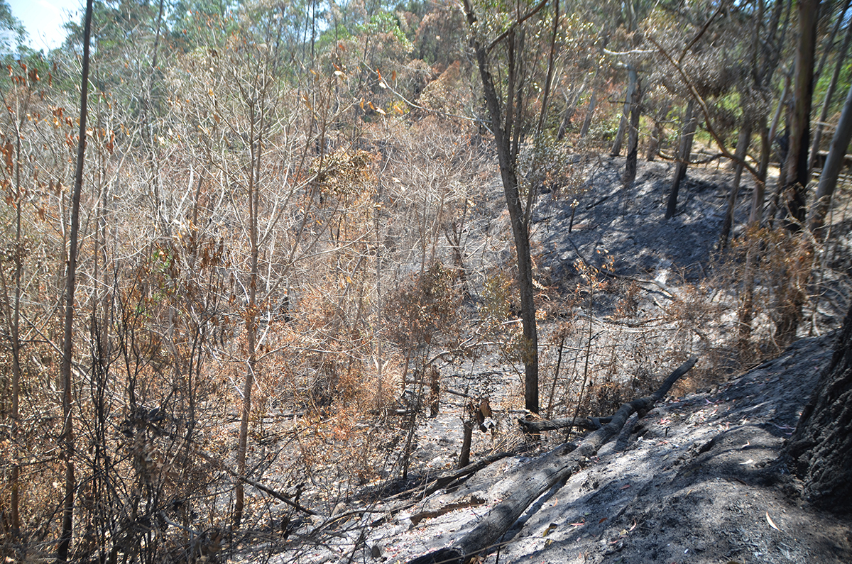 Reportan control de las llamas en Parque Nacional Macarao