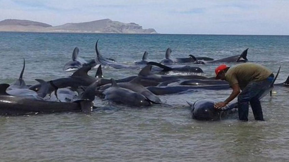 24 ballenas muertas en una playa al norte de México