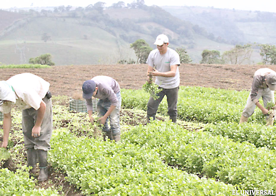 Agricultura con reto de bajar los precios