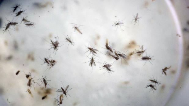 Soltarán mosquitos transgénicos contra el zika en Islas Caimán