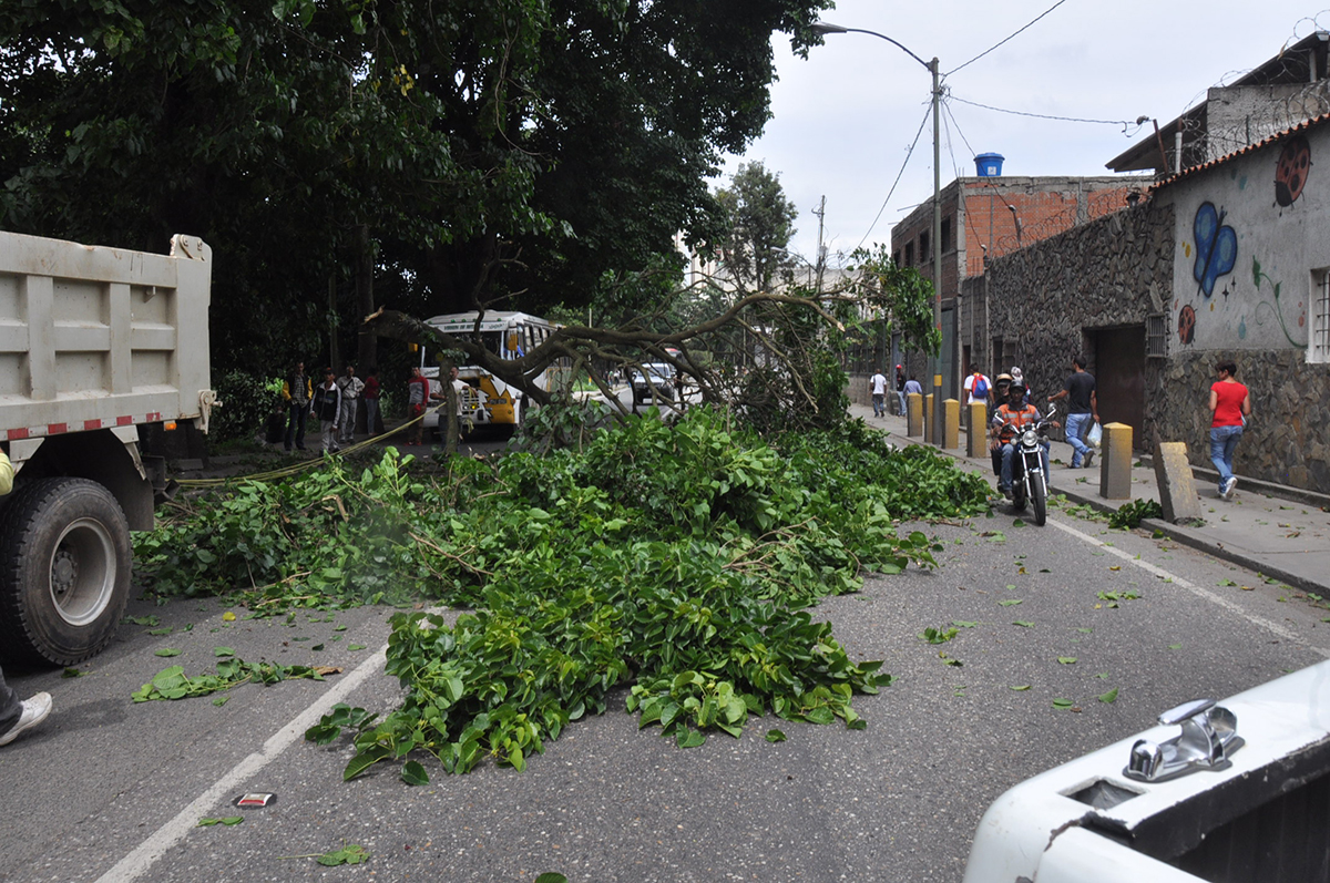 Caída de árbol colapsó la Víctor Baptista