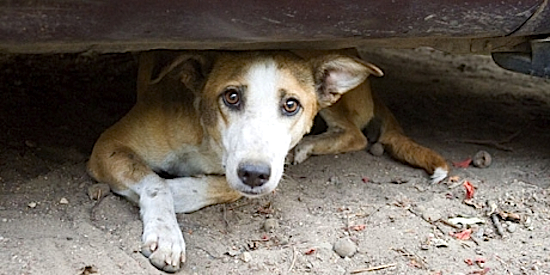 El abandono de mascotas va en aumento