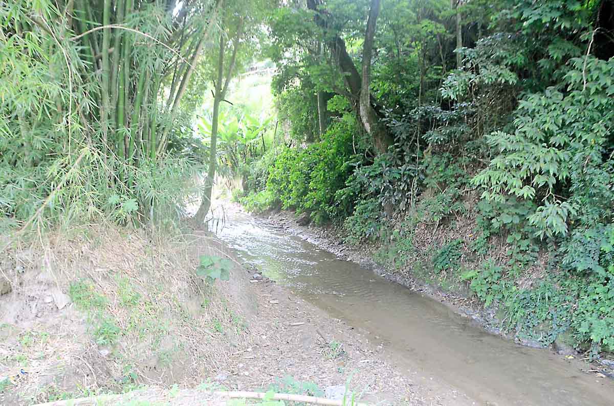 Comprometidos a reforestar cuencas del río San Pedro