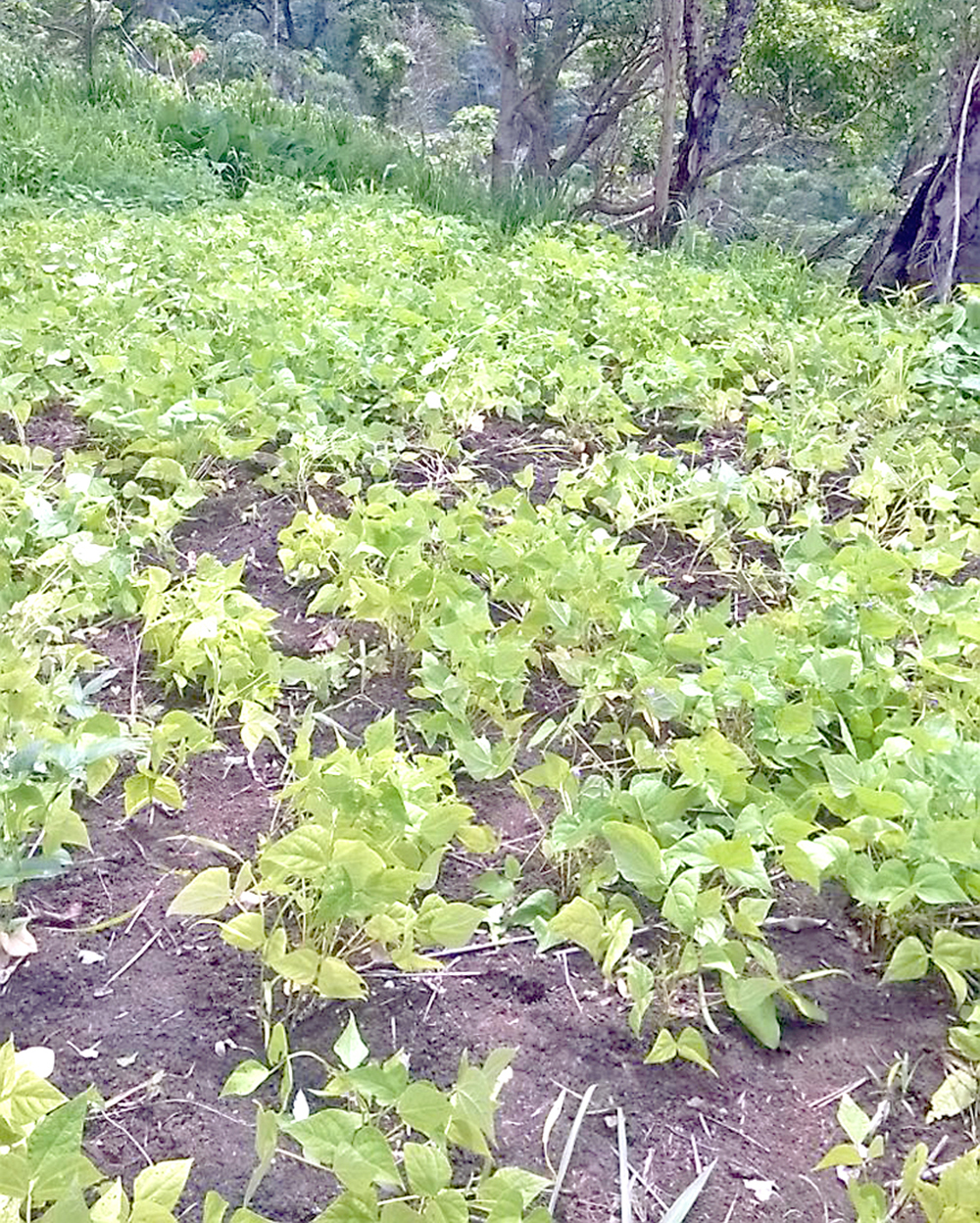 Agricultores de Paracotos se sienten acosados