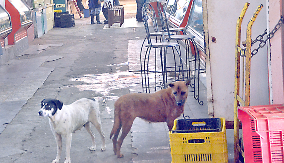 Autoridades de brazos cruzados ante envenenamiento de animales