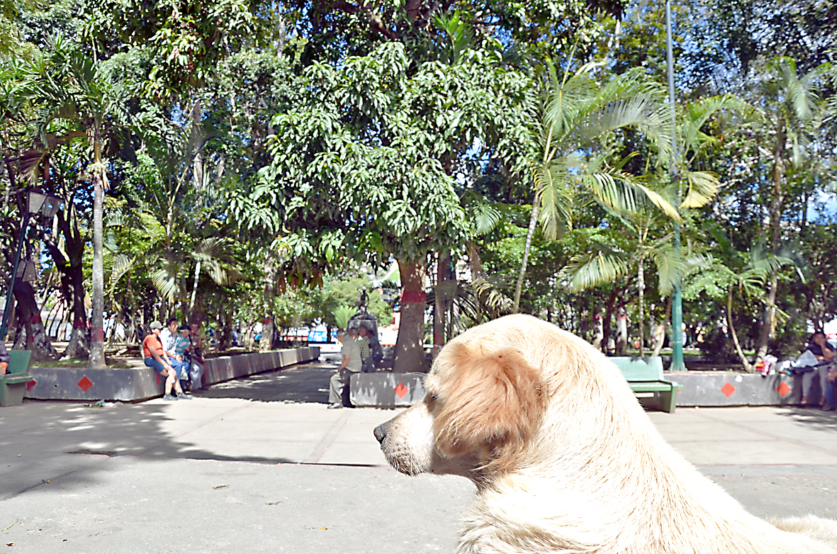 “Cada día hay más perros y gatos huérfanos”