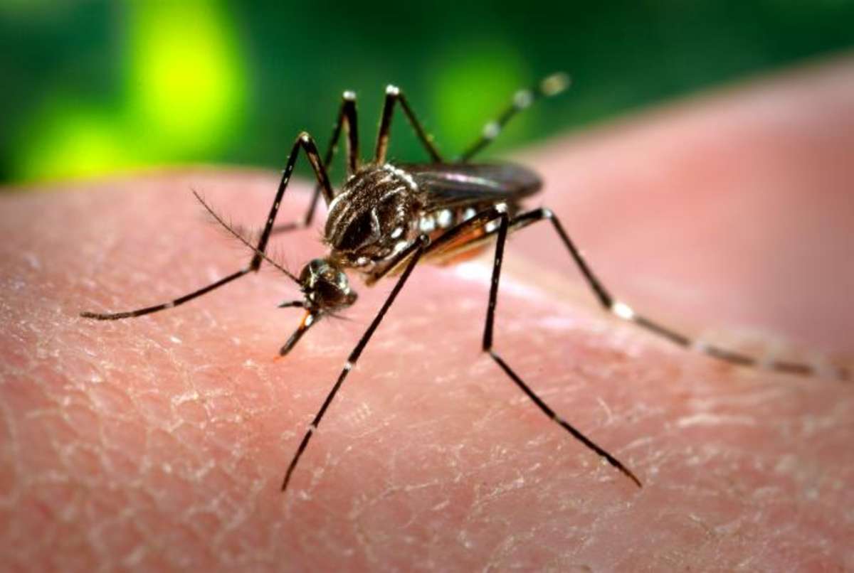 Suman 11 casos de zika esta semana en los Altos
