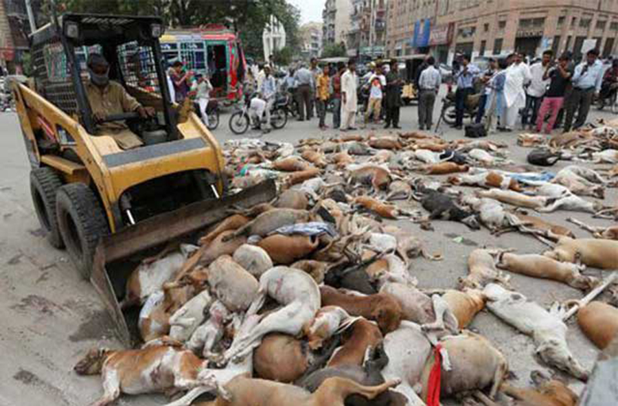 Pakistán: Matan a perros callejeros porque representan una amenaza