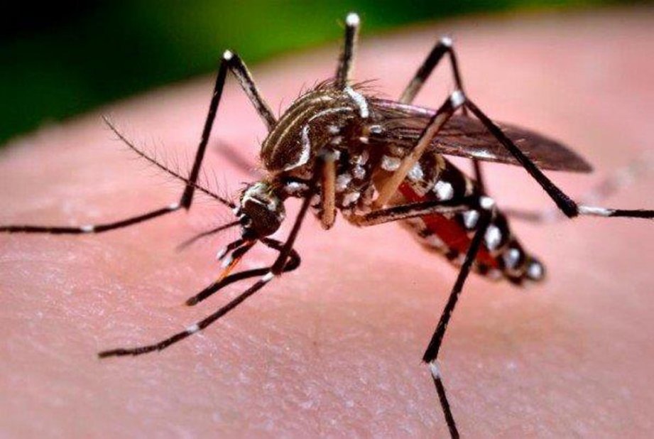 Bajan casos de dengue y zika en la entidad mirandina