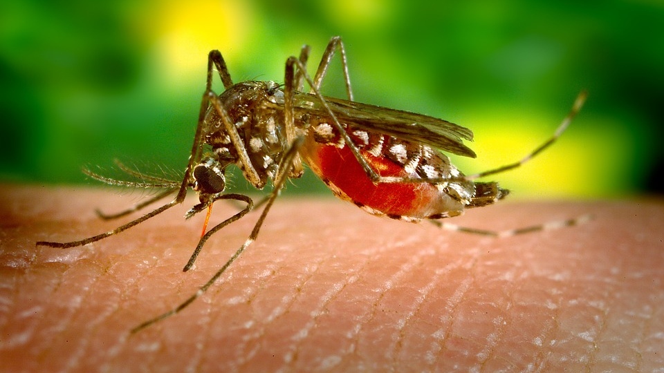 Se registran ocho casos de zika esta semana