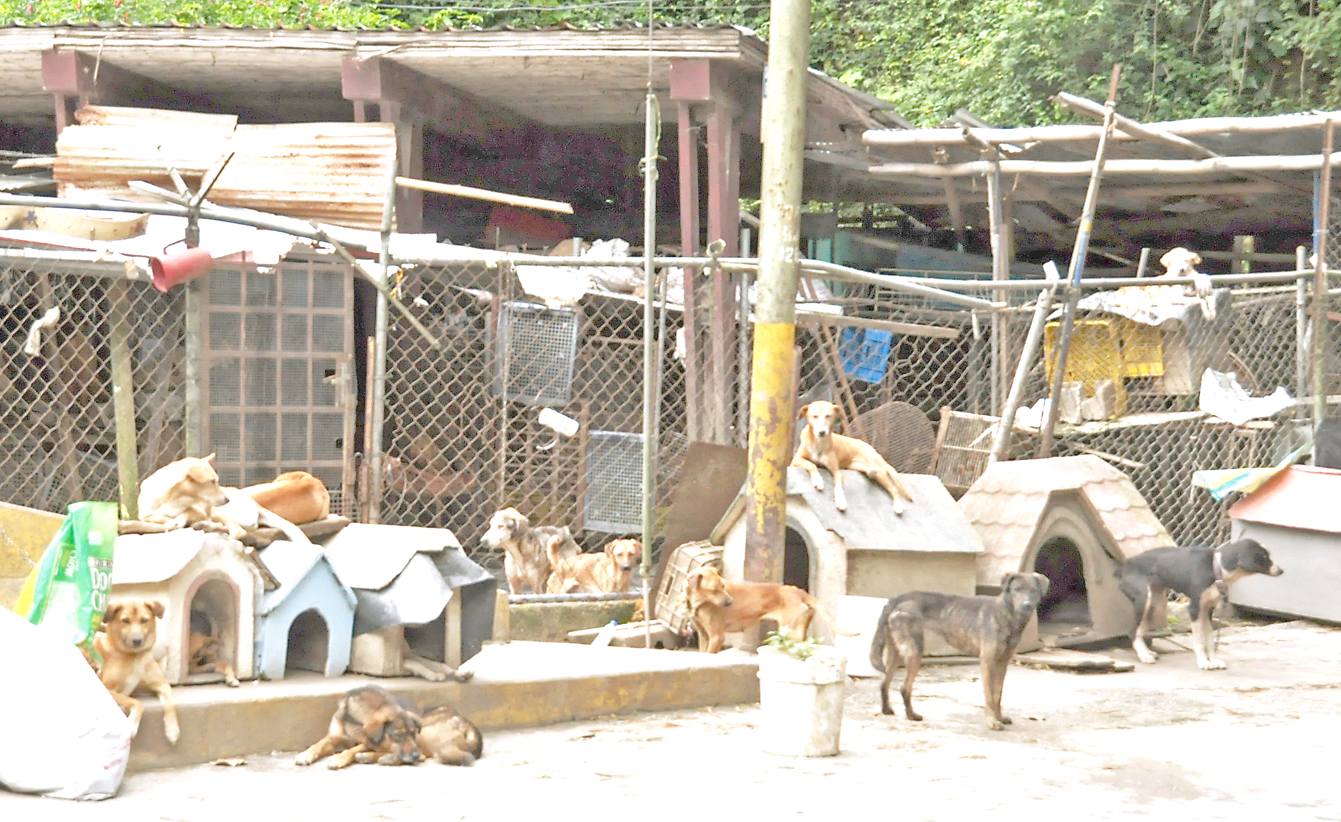 Se quejan por escándalo de perros de Famproa