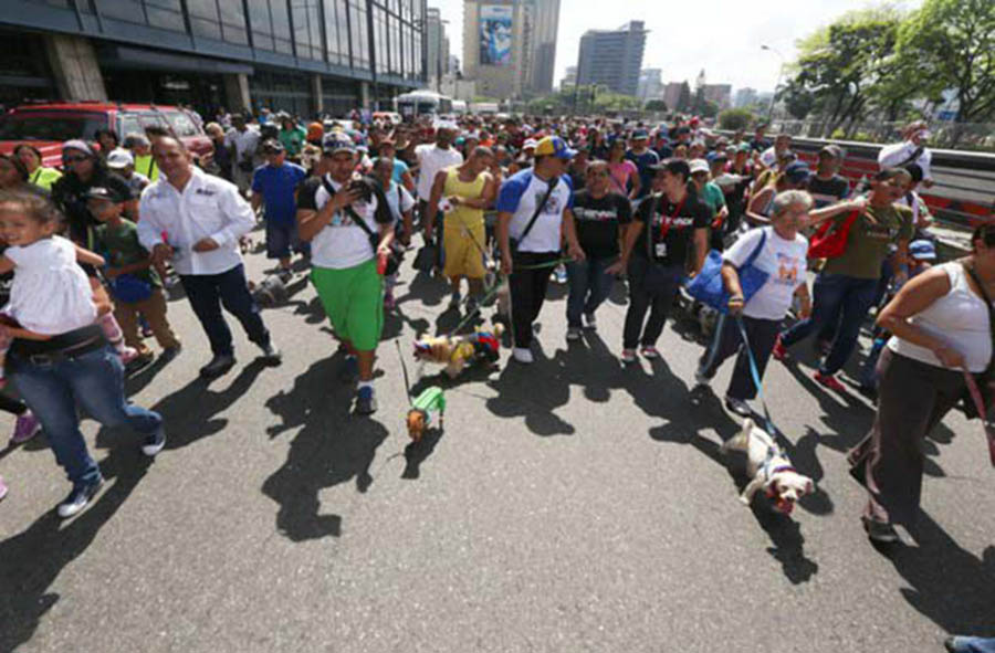 Con una gran marcha celebrarán en Caracas el Día Mundial de los Animales