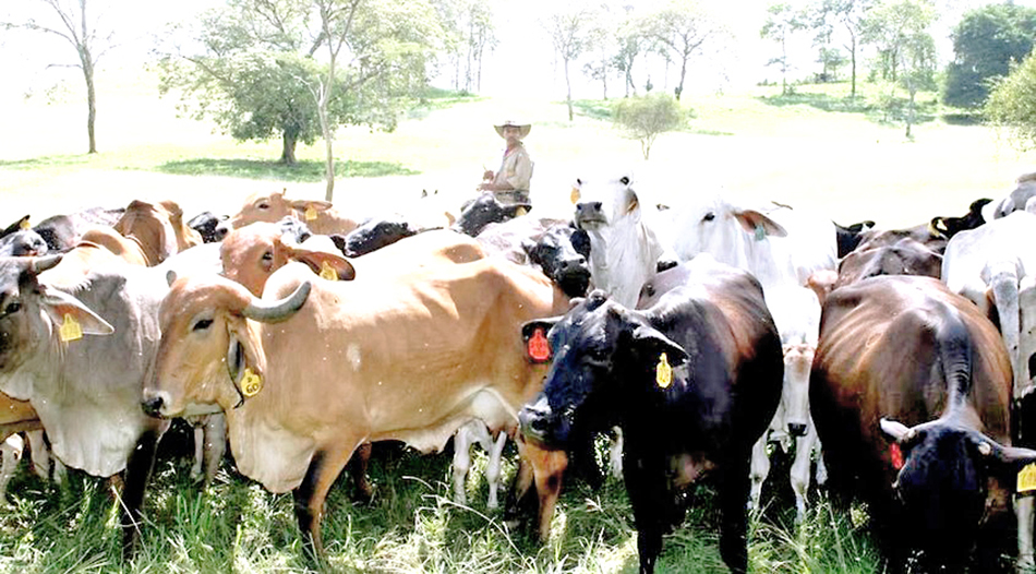 Advierten aumento de la carne por falta de animales