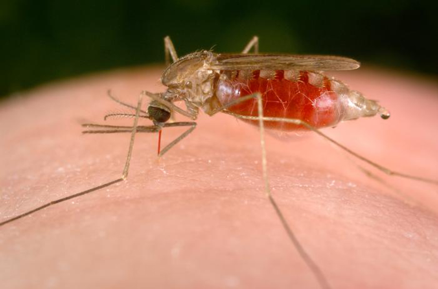 Sin reportes de malaria  en la localidad