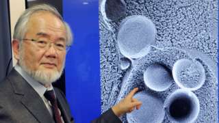 El Biólogo Yoshinori Oshumi Gana El Premio Nobel De Medicina